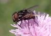 Graphomya maculata